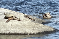 turtle