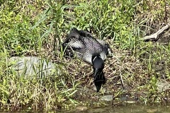 IMG_9809